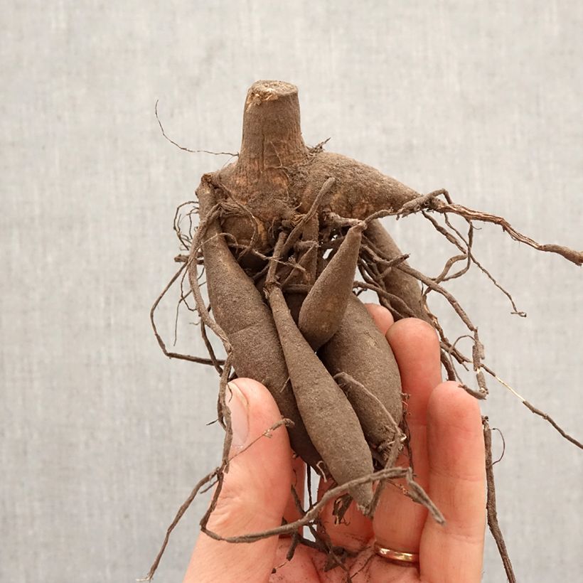 Spécimen de Dahlia géant Blith Spirit Bulbe calibre I tel que livré au printemps