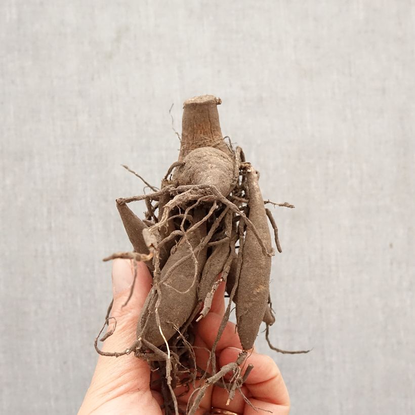 Spécimen de Dahlia géant Bristol Stripe Bulbe calibre I tel que livré au printemps