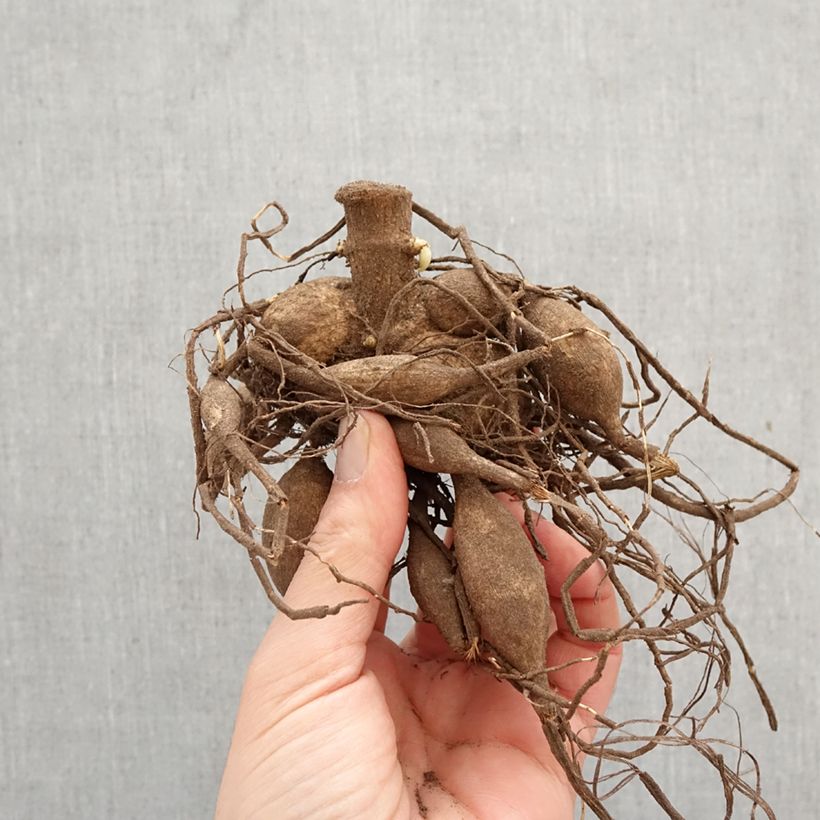 Spécimen de Dahlia géant Café Au Lait Bulbe calibre I tel que livré au printemps