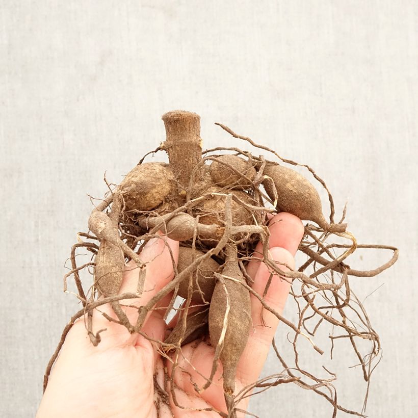 Spécimen de Dahlia géant Emory Paul Bulbe calibre I tel que livré au printemps