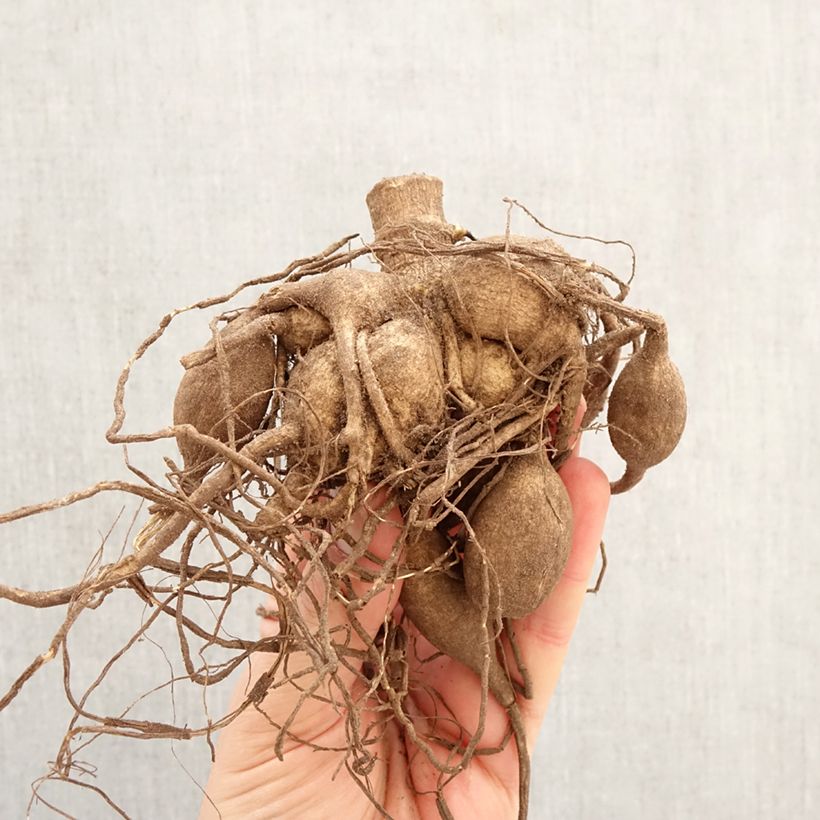 Spécimen de Dahlia géant Fairway Spur Bulbe calibre I tel que livré au printemps