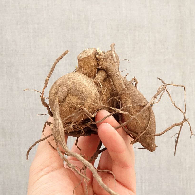 Spécimen de Dahlia géant Grande Finale Bulbe calibre I tel que livré au printemps