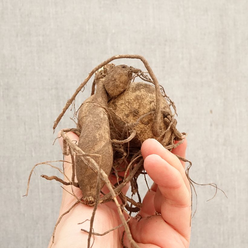 Spécimen de Dahlia géant Ice Breaker Bulbe calibre I tel que livré au printemps