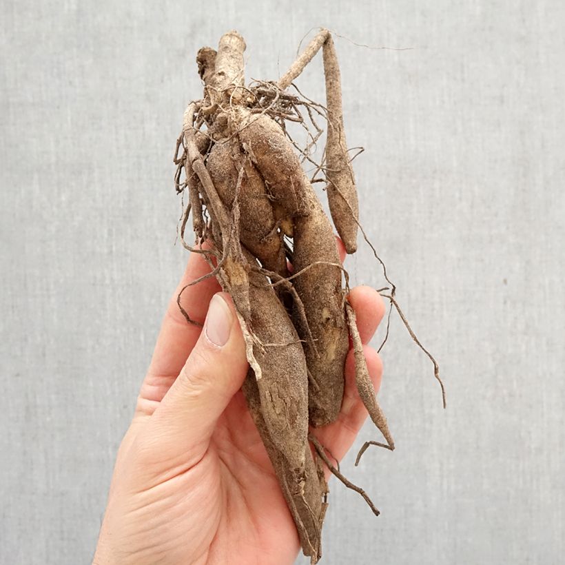 Spécimen de Dahlia géant Kenora Macop-B Bulbe calibre I tel que livré au printemps