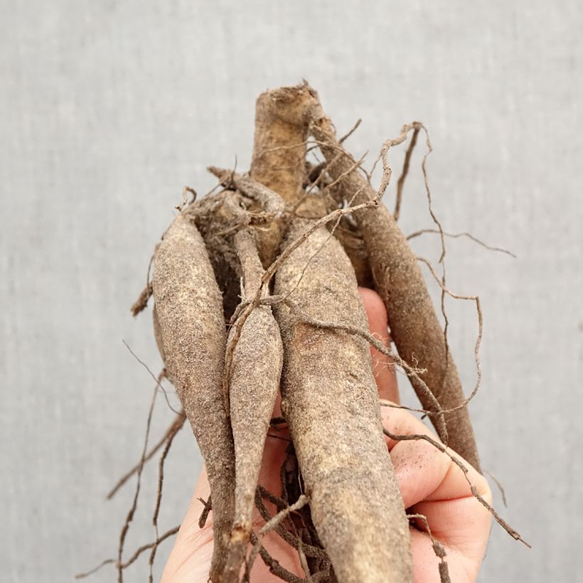 Spécimen de Dahlia géant Thomas Edison Bulbe calibre I tel que livré au printemps