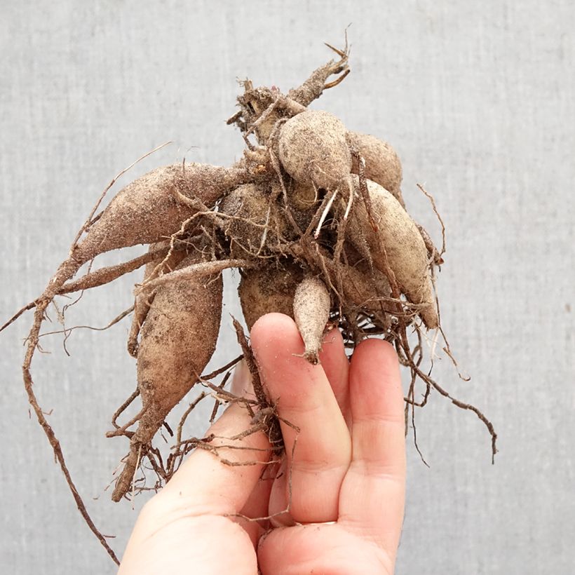 Spécimen de Dahlia Happy Single Juliet Bulbe calibre I tel que livré au printemps