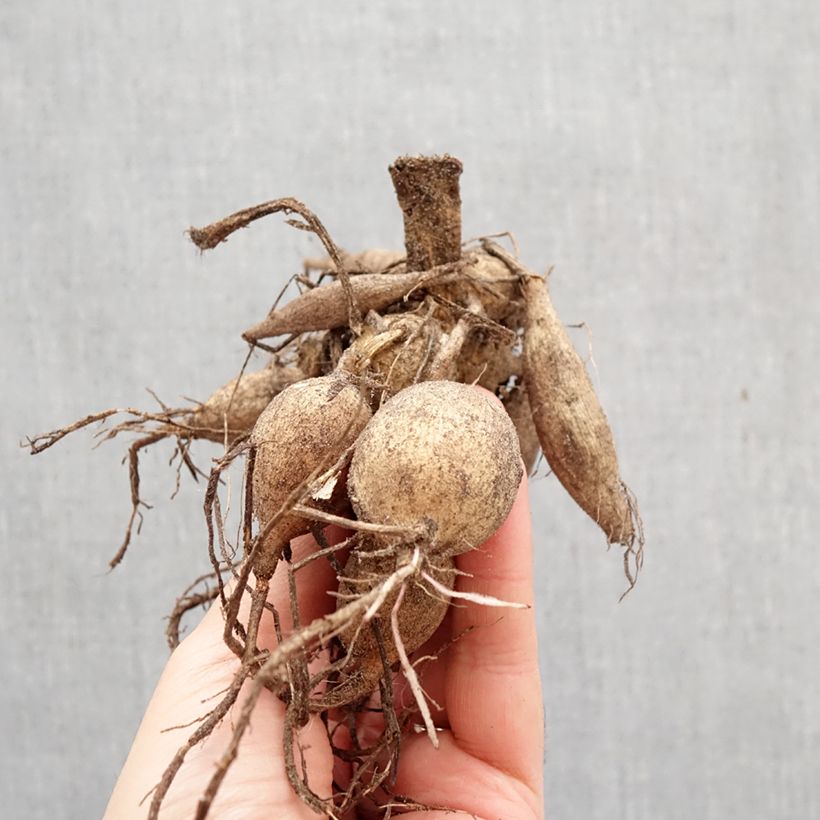 Spécimen de Dahlia Happy Single Princess Bulbe calibre I tel que livré au printemps