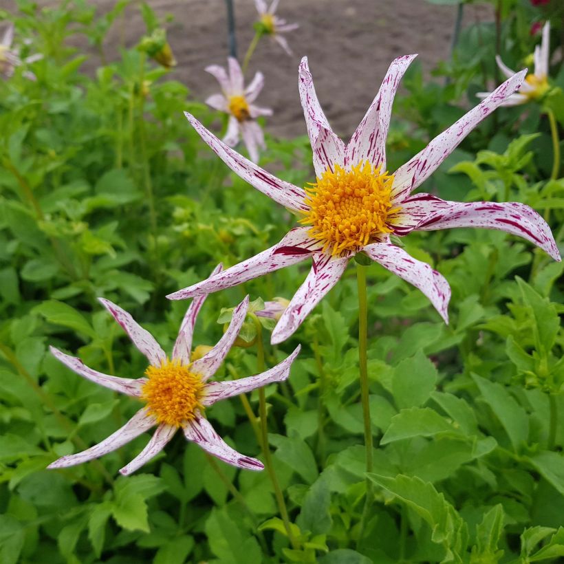 Dahlia Honka Destiny's Teacher (Floraison)