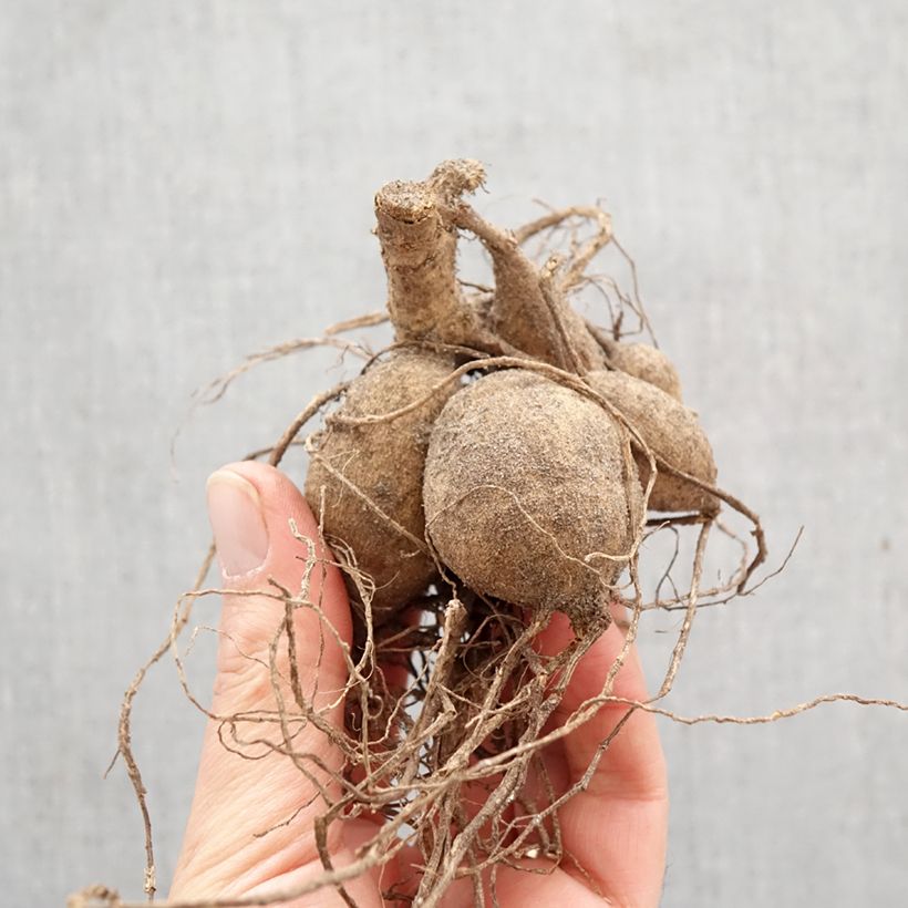 Spécimen de Dahlia Honka Destiny's Teacher  Bulbe calibre I tel que livré au printemps