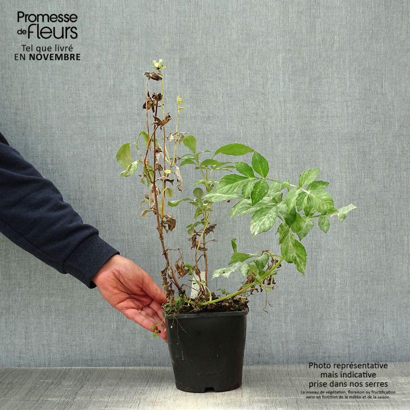 Spécimen de Dahlia Honka Izarra Pot de 2L/3L tel que livré en automne