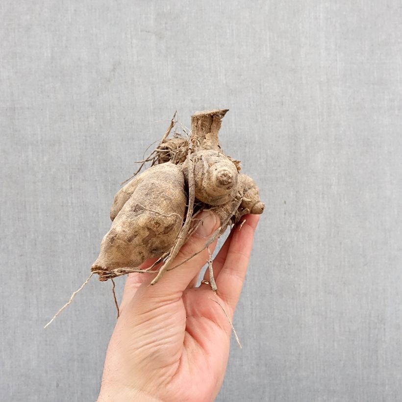 Spécimen de Dahlia Honka Wit (Nordstar) Bulbe tel que livré au printemps