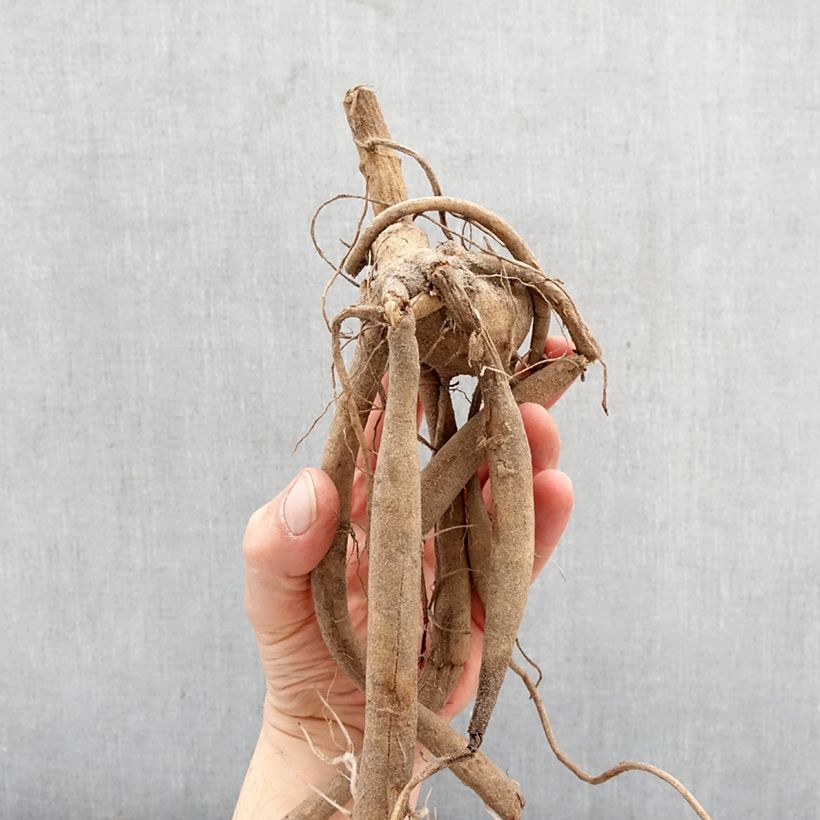 Spécimen de Dahlia imperialis White - Dahlia impérial Bulbe calibre I tel que livré au printemps