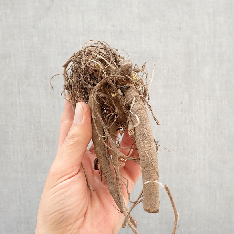 Spécimen de Dahlia Klondyke Bulbe calibre I tel que livré au printemps