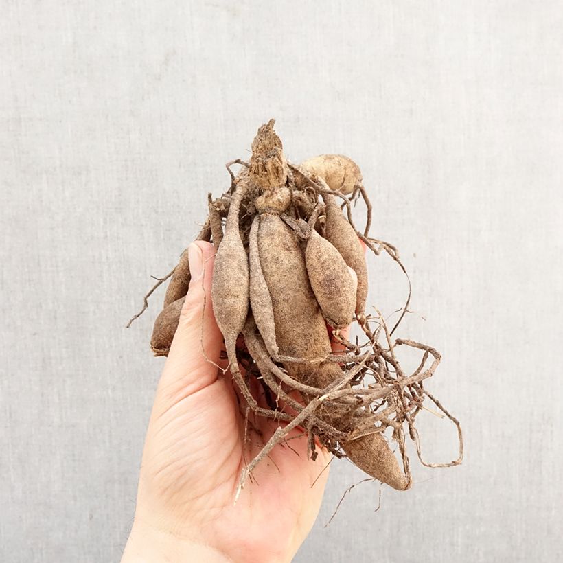 Spécimen de Dahlia Magnificat Bulbe tel que livré au printemps