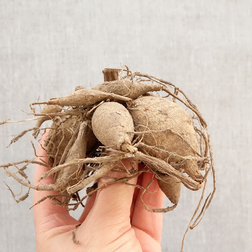 Spécimen de Dahlia Napoli Bulbe tel que livré au printemps