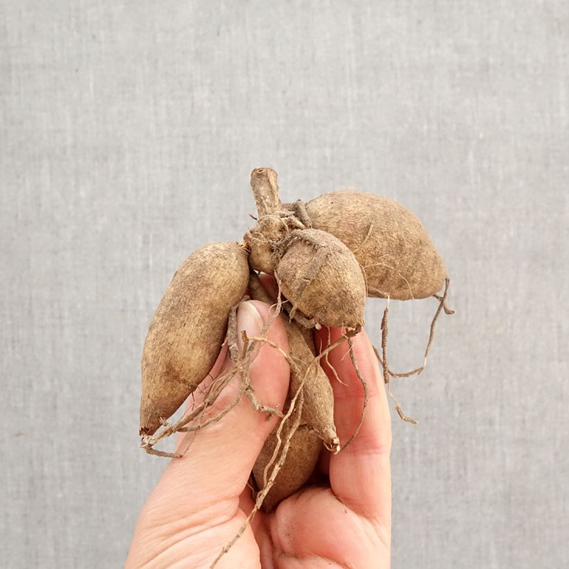 Spécimen de Dahlia paysage Priceless Pink Bulbe calibre I tel que livré au printemps