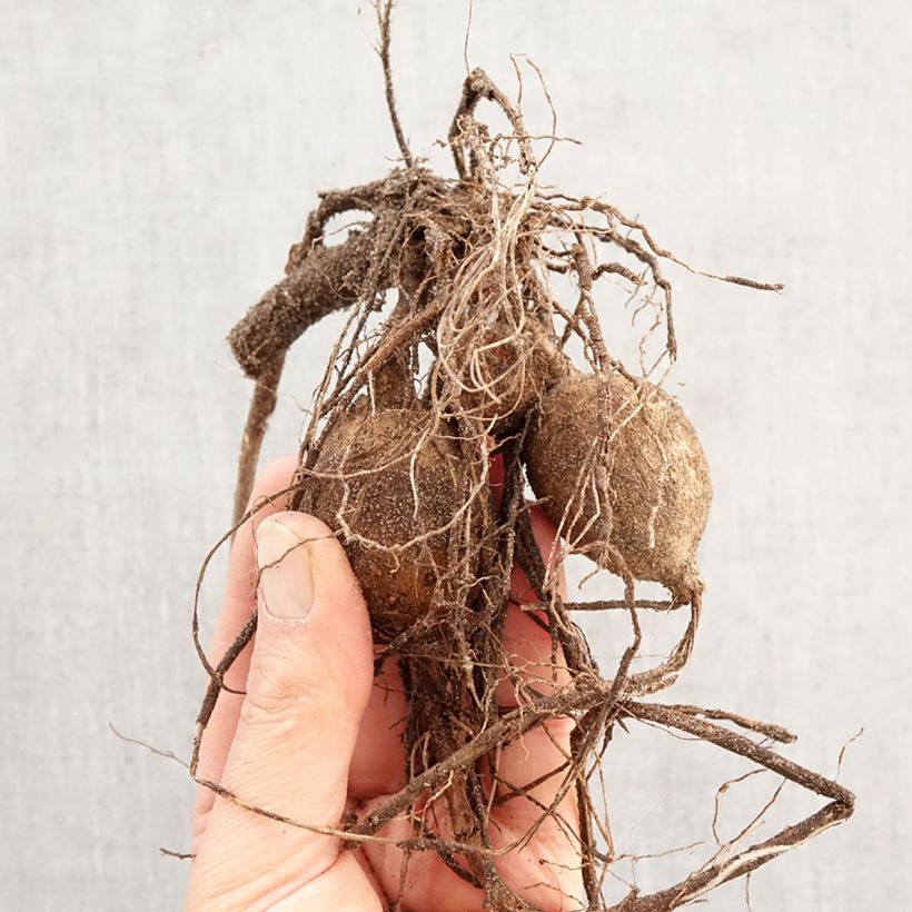 Spécimen de Dahlia Pink Giraffe Bulbe tel que livré au printemps