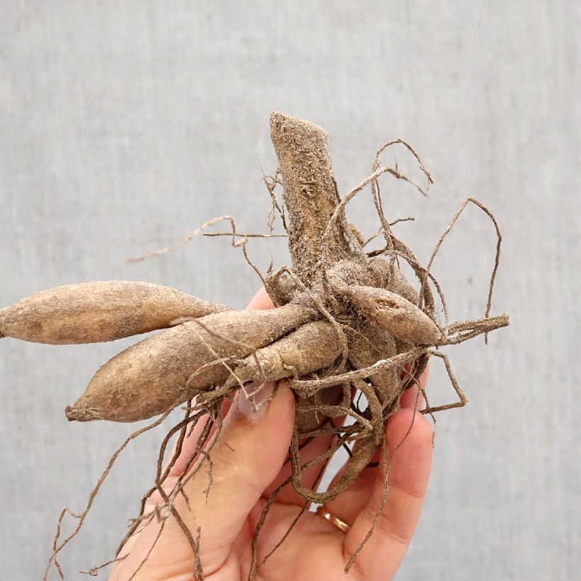 Spécimen de Dahlia pompon Franz Kafka Bulbe calibre I tel que livré au printemps