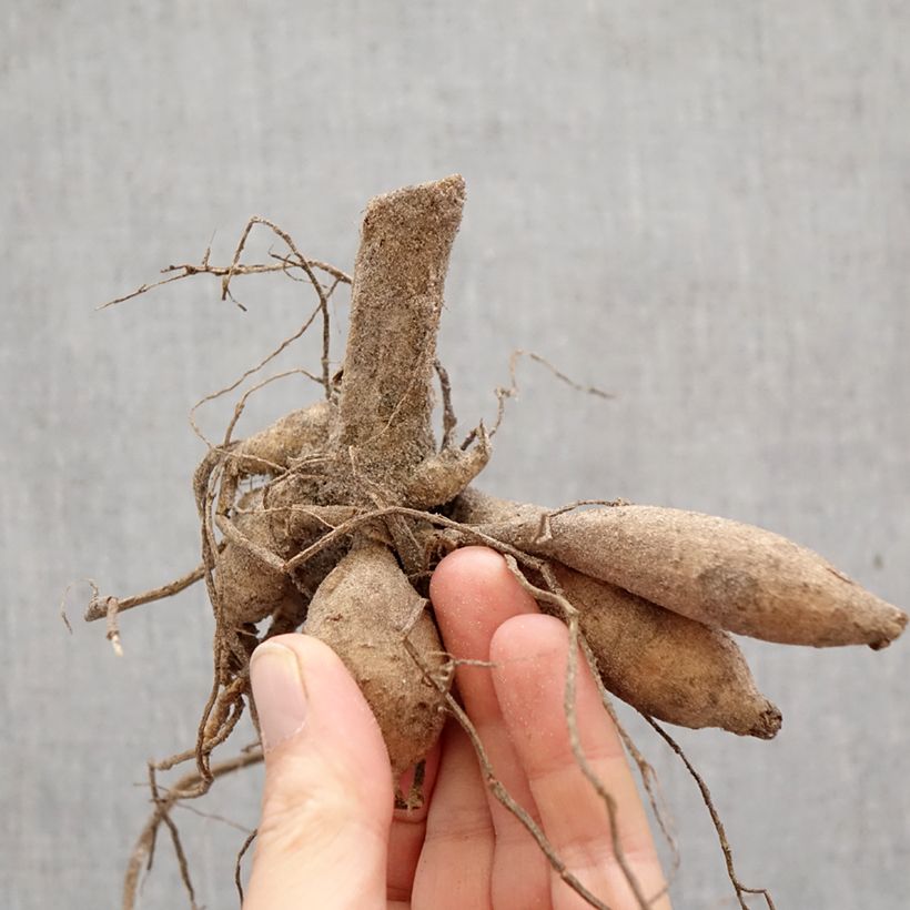 Spécimen de Dahlia Pompon Little Beeswing Bulbe tel que livré au printemps