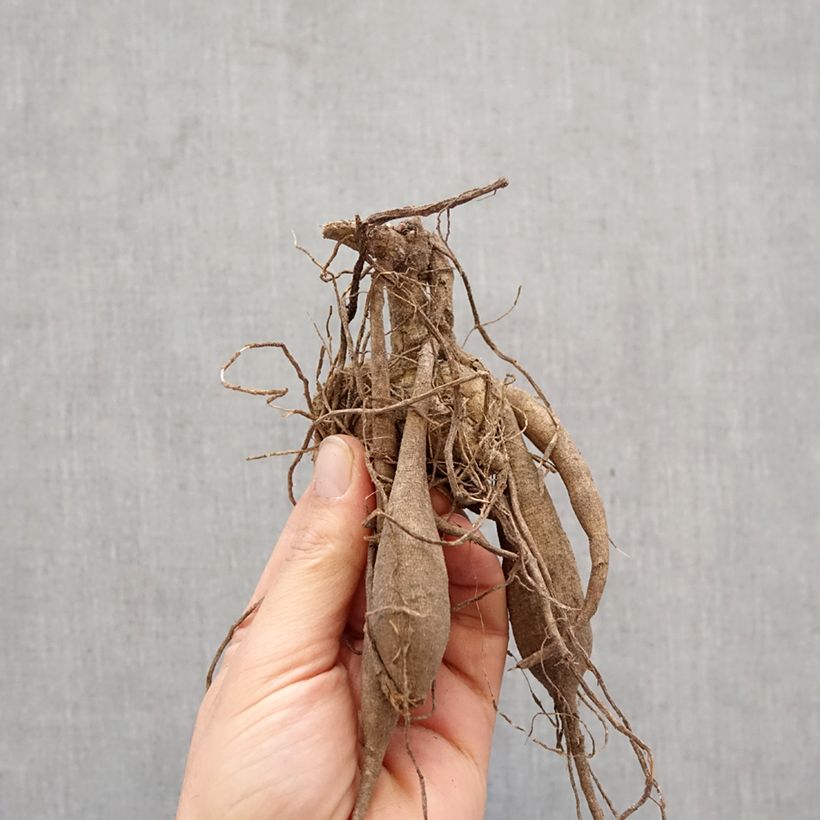 Spécimen de Dahlia Semi-Cactus Match Bulbe tel que livré au printemps