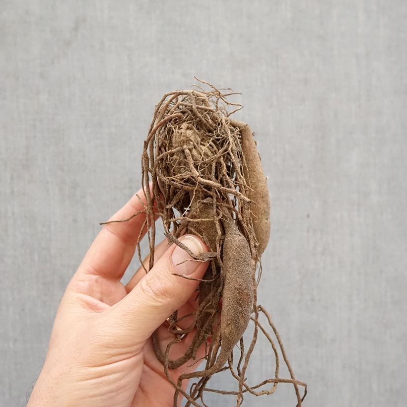 Spécimen de Dahlia semi cactus Purple Gem Bulbe calibre I tel que livré au printemps