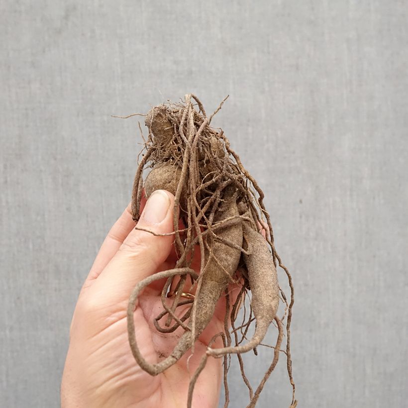 Spécimen de Dahlia semi-cactus Roi René Bulbe tel que livré au printemps