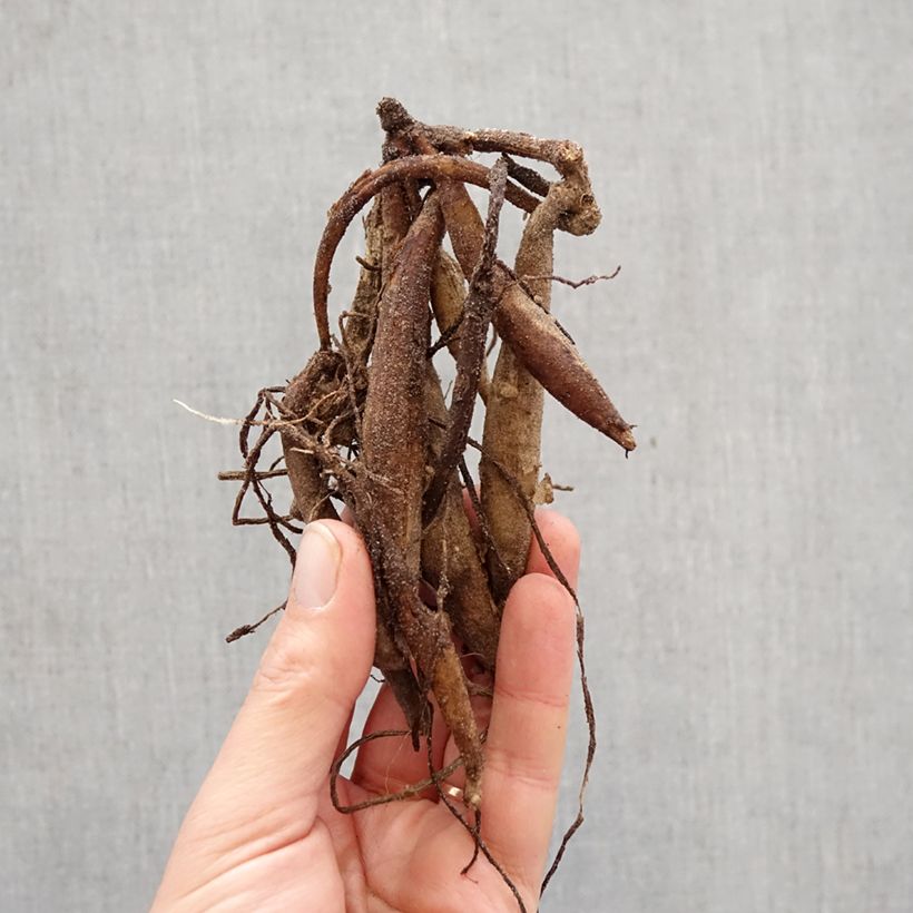 Spécimen de Dahlia semi cactus Summer Breeze Bulbe calibre I tel que livré au printemps