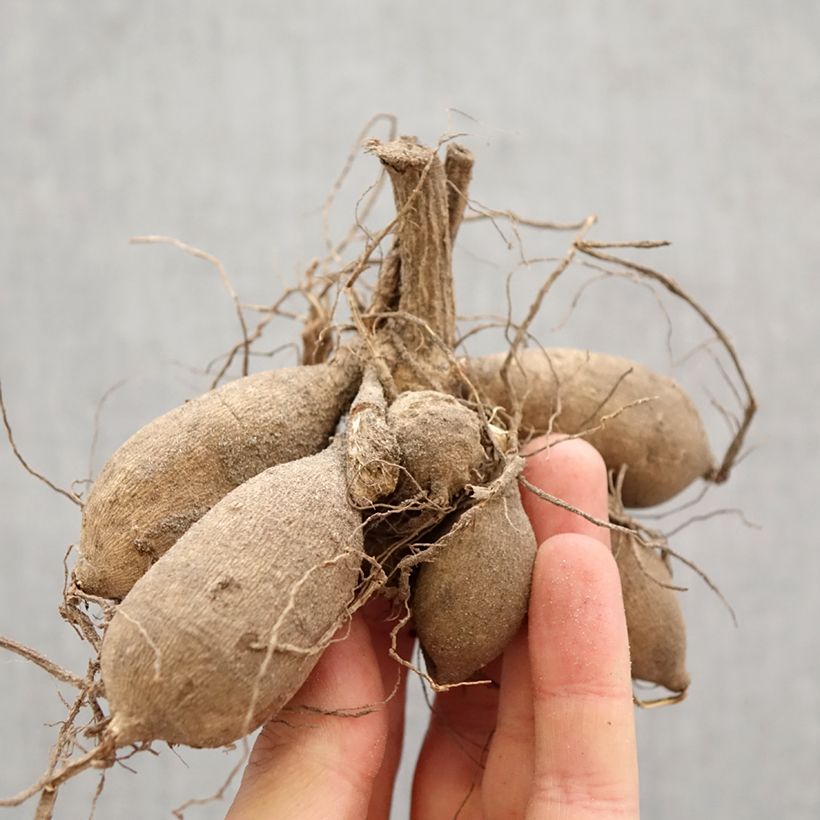 Spécimen de Dahlia Still Going Strong  Bulbe calibre I tel que livré au printemps