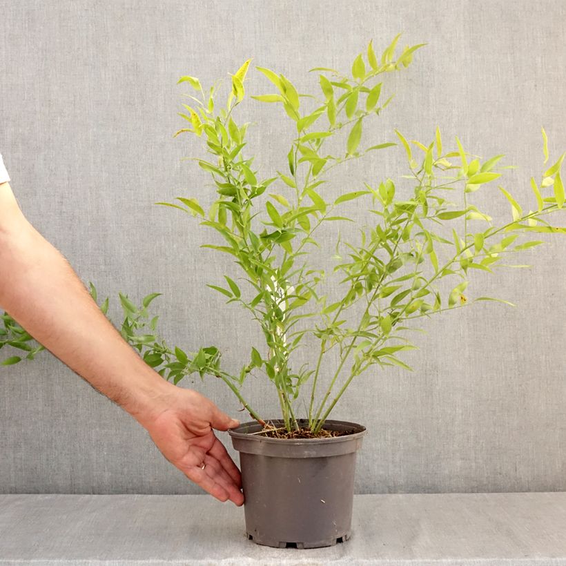 Spécimen de Danae racemosa - Laurier d'Alexandrie Pot de 3L/4L tel que livré en été