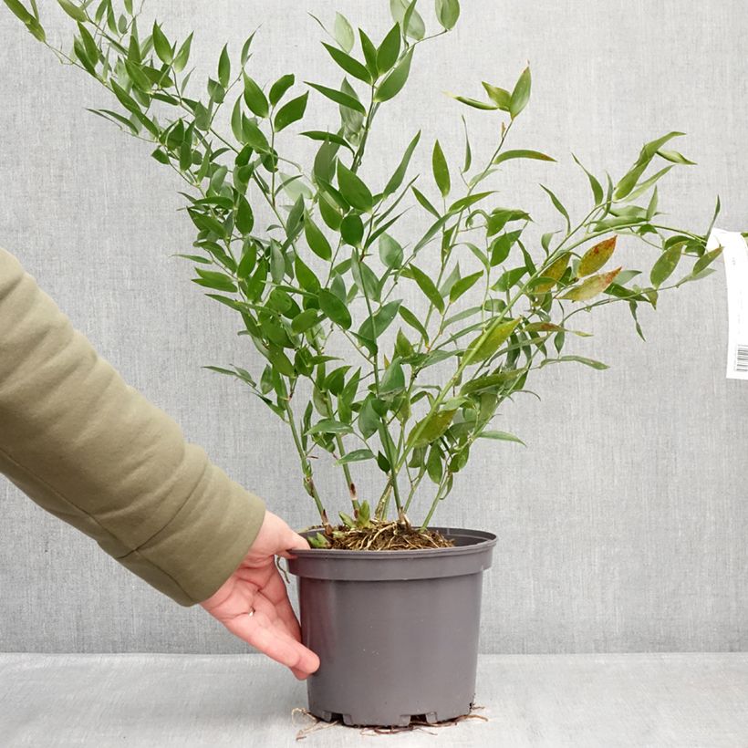 Spécimen de Danae racemosa - Laurier d'Alexandrie Pot de 3L/4L tel que livré en hiver