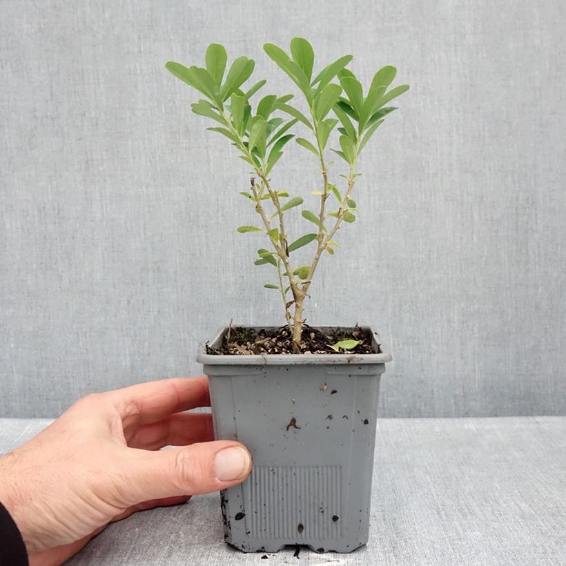 Spécimen de Daphne gemmata Royal Crown Pot de 1L/1,5L tel que livré en automne