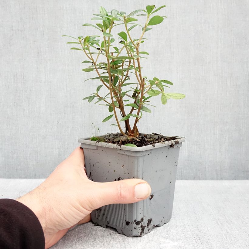 Spécimen de Daphné hybride Sweetheart Pot de 1L/1,5L tel que livré en automne