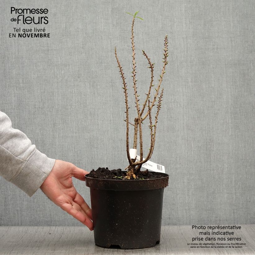 Spécimen de Daphne mezereum var. rubra Pot de 3L/4L tel que livré en automne