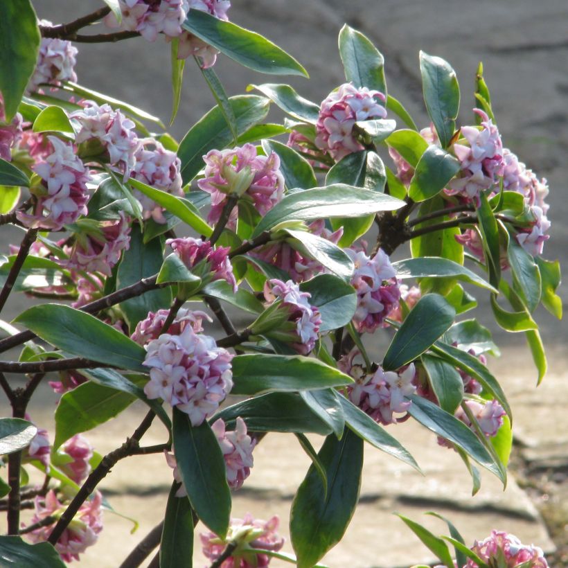 Daphne odora Aureomarginata (Port)