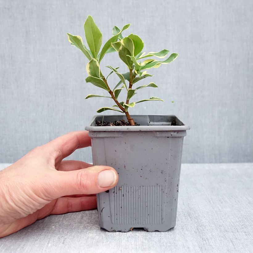 Spécimen de Daphne odora Rogald'or - Bois-joli Pot de 1L/1,5L tel que livré en automne