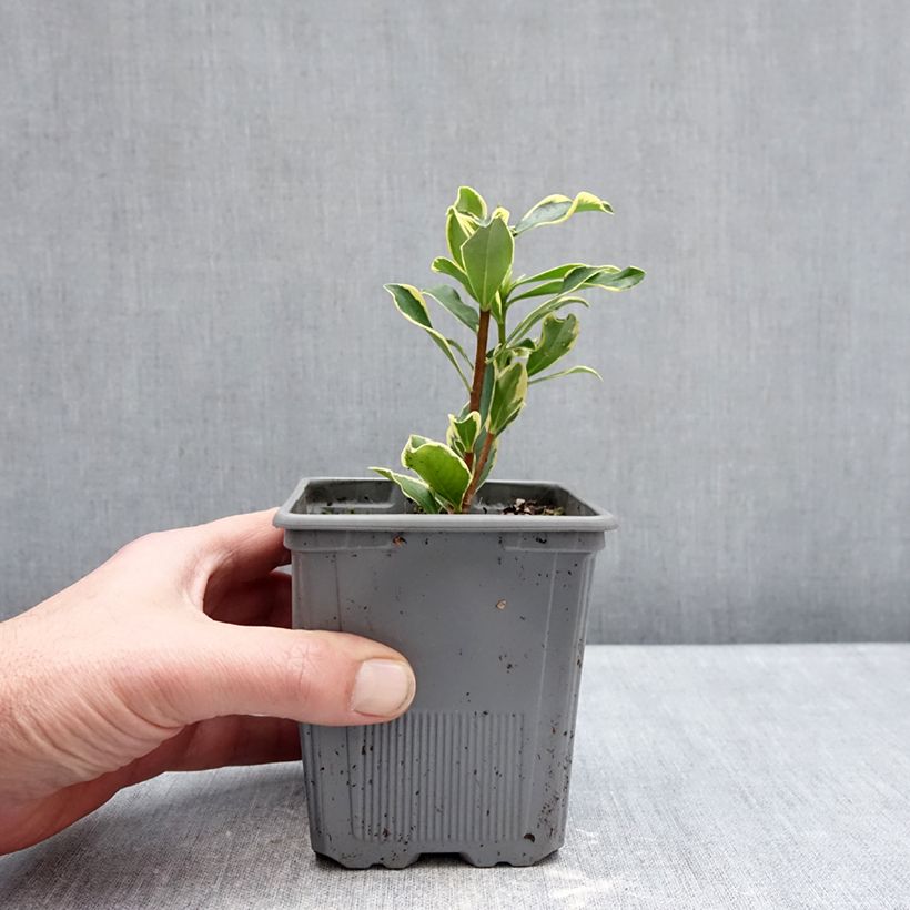 Spécimen de Daphne odora Rogald'or - Bois-joli Pot de 1L/1,5L tel que livré en hiver