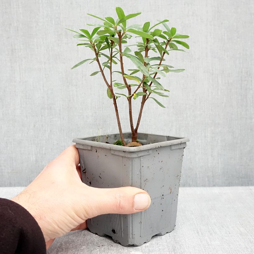 Spécimen de Daphne x transatlantica Bella Rose Pot de 1L/1,5L tel que livré en automne