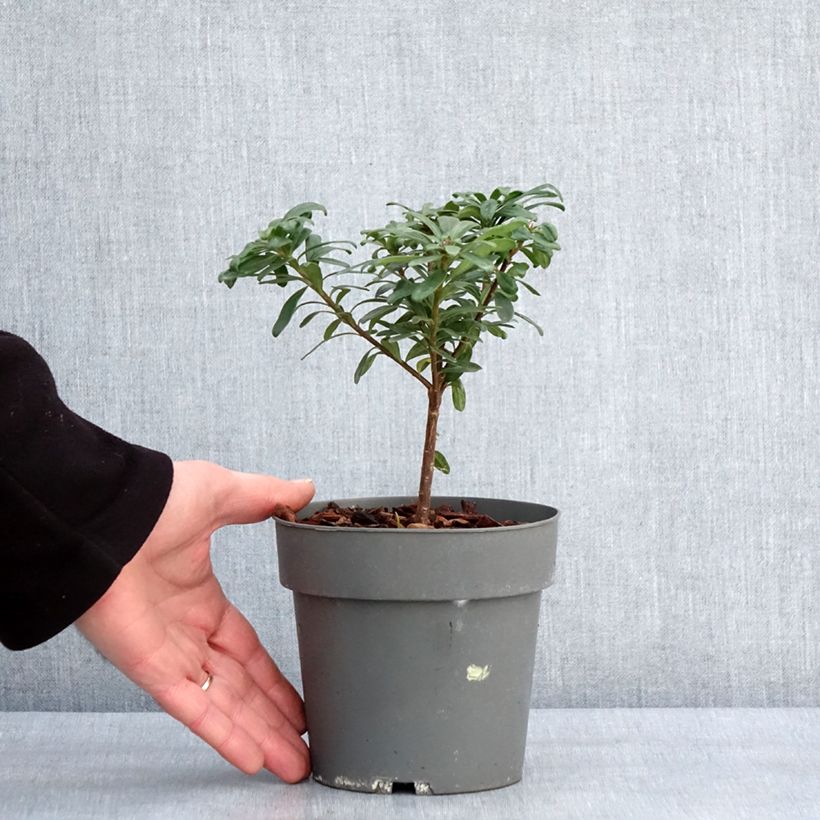 Spécimen de Daphne x transatlantica Eternal Fragrance Pot de 1L/1,5L tel que livré en hiver