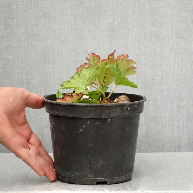 Spécimen de Darmera peltata Pot de 2L/3L tel que livré en automne