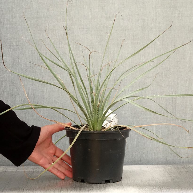 Spécimen de Dasylirion wheeleri  Pot de 3L/4L tel que livré en automne