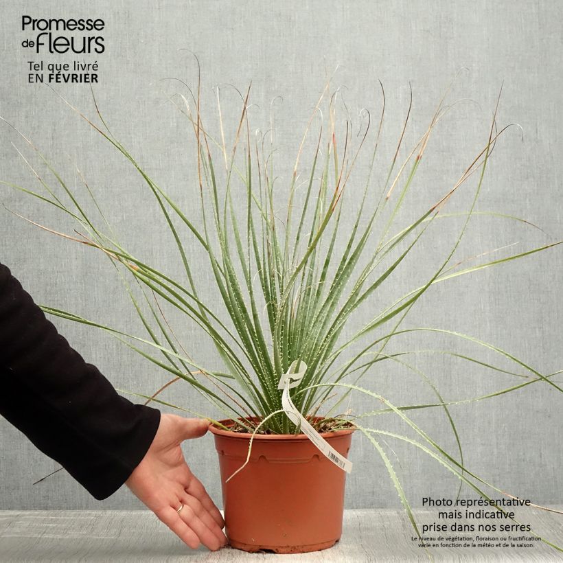 Spécimen de Dasylirion wheeleri  Pot de 3L/4L tel que livré en hiver