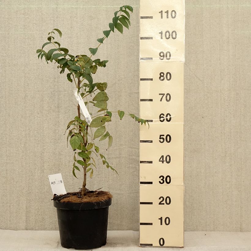 Spécimen de Decaisnea fargesii Pot de 7,5L/10L tel que livré en automne