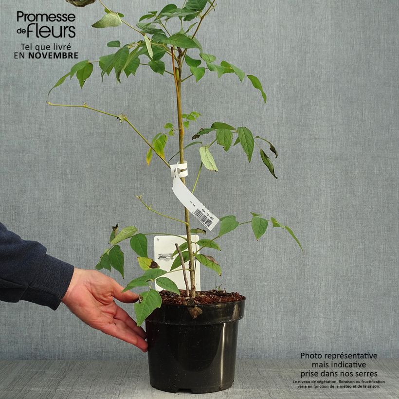 Spécimen de Decaisnea fargesii Pot de 2L/3L tel que livré en automne