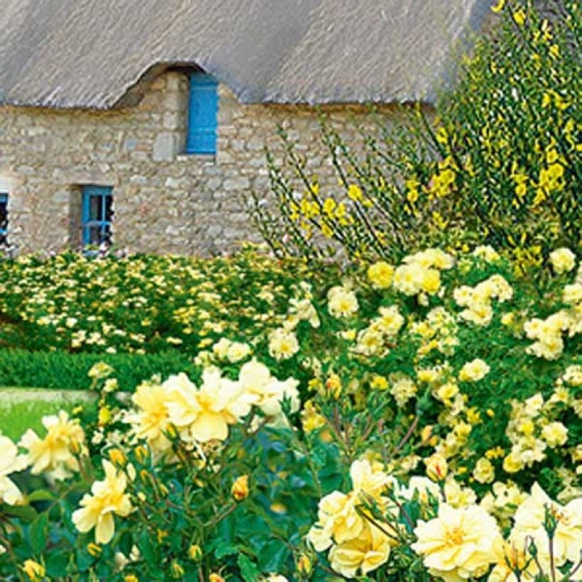 Rosier Décorosiers Celina (Port)