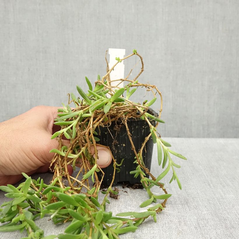 Spécimen de Delosperma ashtonii - Pourpier vivace, Delosperma d'Ashton Godet de 8/9 cm tel que livré en automne