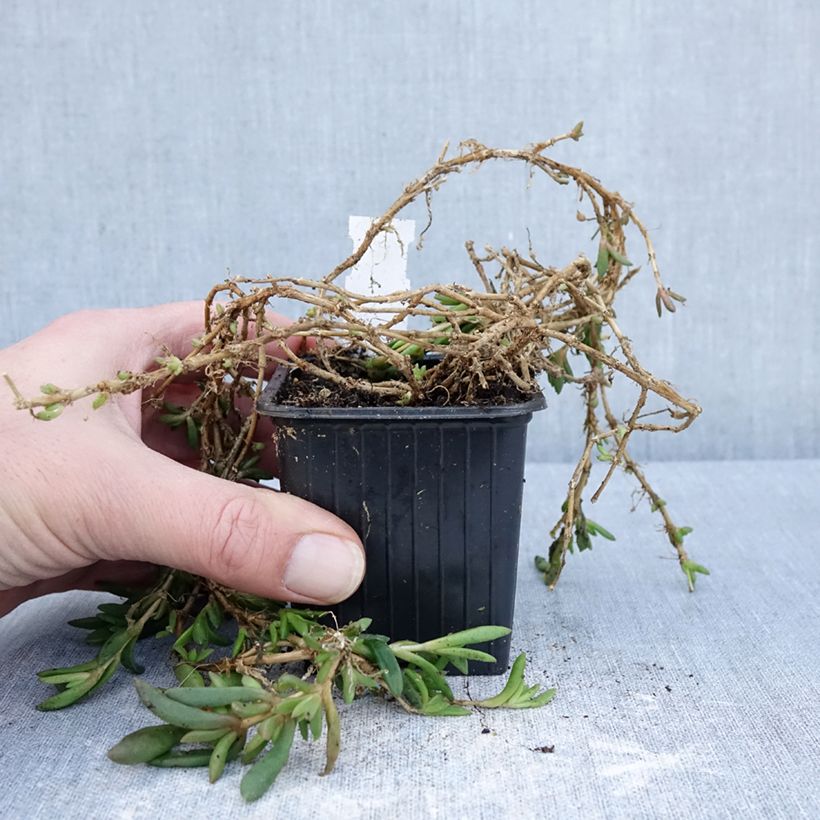 Spécimen de Delosperma ashtonii - Pourpier vivace, Delosperma d'Ashton Godet de 8/9 cm tel que livré en hiver