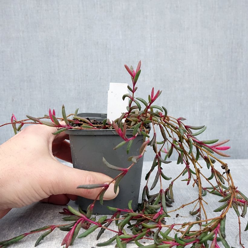 Spécimen de Delosperma Desert Dancers Purple Godet de 8/9 cm tel que livré en hiver