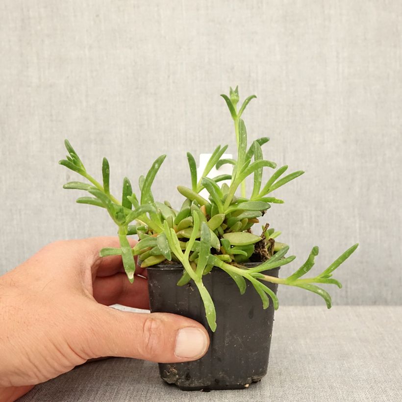 Spécimen de Delosperma Ocean Sunset Orange Glow Godet de 8/9 cm tel que livré au printemps