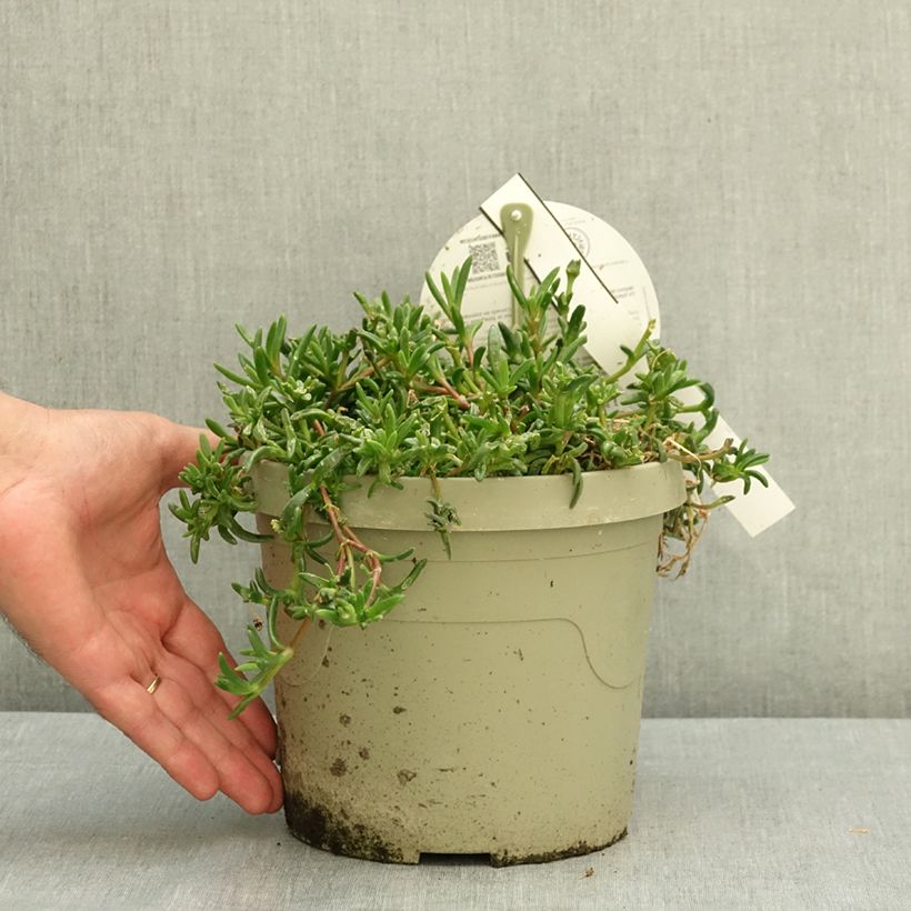 Spécimen de Delosperma Ocean Sunset Orange Vibe Pot de 3L/4L tel que livré en été