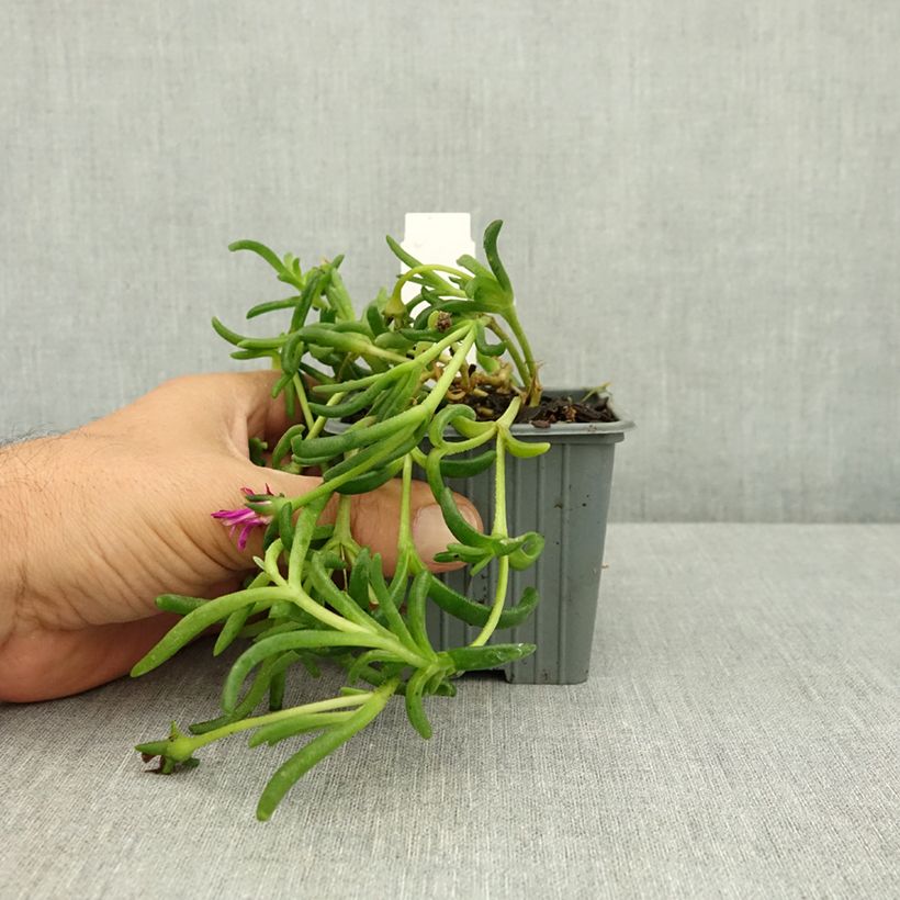 Spécimen de Delosperma Ocean Sunset Violet Godet de 8/9 cm tel que livré en été